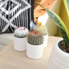 image:imageAltman Plants Assorted Cactus Plants Live Succulents 8 Pack Live Cactus Plant Lover Gifts Cacti Succulents Plants Live Houseplants Succulent Indoor Plants Live Plants in Cactus Soil Potting Mix25