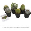 image:imageAltman Plants Assorted Cactus Plants Live Succulents 8 Pack Live Cactus Plant Lover Gifts Cacti Succulents Plants Live Houseplants Succulent Indoor Plants Live Plants in Cactus Soil Potting Mix35