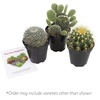 image:imageAltman Plants Assorted Cactus Plants Live Succulents 8 Pack Live Cactus Plant Lover Gifts Cacti Succulents Plants Live Houseplants Succulent Indoor Plants Live Plants in Cactus Soil Potting Mix35