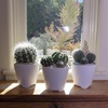 image:imageAltman Plants Assorted Cactus Plants Live Succulents 8 Pack Live Cactus Plant Lover Gifts Cacti Succulents Plants Live Houseplants Succulent Indoor Plants Live Plants in Cactus Soil Potting Mix35