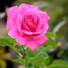 image:imageAltman Plants True Bloom Magenta Rose Bush True Gratitude Live Rose Plant Plant Lover Gifts Live Outdoor Plants Garden Rose Bushes Ready to Plant Roses Live Plants Outdoor Plants in 8 qt Pot