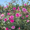 image:imageAltman Plants True Bloom Magenta Rose Bush True Gratitude Live Rose Plant Plant Lover Gifts Live Outdoor Plants Garden Rose Bushes Ready to Plant Roses Live Plants Outdoor Plants in 8 qt Pot