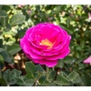 image:imageAltman Plants True Bloom Magenta Rose Bush True Gratitude Live Rose Plant Plant Lover Gifts Live Outdoor Plants Garden Rose Bushes Ready to Plant Roses Live Plants Outdoor Plants in 8 qt Pot