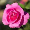 image:imageAltman Plants True Bloom Magenta Rose Bush True Gratitude Live Rose Plant Plant Lover Gifts Live Outdoor Plants Garden Rose Bushes Ready to Plant Roses Live Plants Outdoor Plants in 8 qt Pot
