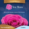 image:imageAltman Plants True Bloom Magenta Rose Bush True Gratitude Live Rose Plant Plant Lover Gifts Live Outdoor Plants Garden Rose Bushes Ready to Plant Roses Live Plants Outdoor Plants in 8 qt Pot