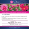 image:imageAltman Plants True Bloom Magenta Rose Bush True Gratitude Live Rose Plant Plant Lover Gifts Live Outdoor Plants Garden Rose Bushes Ready to Plant Roses Live Plants Outdoor Plants in 8 qt Pot