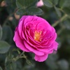 image:imageAltman Plants True Bloom Magenta Rose Bush True Gratitude Live Rose Plant Plant Lover Gifts Live Outdoor Plants Garden Rose Bushes Ready to Plant Roses Live Plants Outdoor Plants in 8 qt Pot