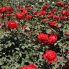 image:imageAltman Plants True Bloom Orange Rose Bush True Passion Live Rose Plant Plant Lover Gifts Live Outdoor Plants Garden Rose Bushes Ready to Plant Roses Live Plants Outdoor Plants in 8 qt Pot