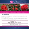 image:imageAltman Plants True Bloom Orange Rose Bush True Passion Live Rose Plant Plant Lover Gifts Live Outdoor Plants Garden Rose Bushes Ready to Plant Roses Live Plants Outdoor Plants in 8 qt Pot