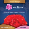 image:imageAltman Plants True Bloom Orange Rose Bush True Passion Live Rose Plant Plant Lover Gifts Live Outdoor Plants Garden Rose Bushes Ready to Plant Roses Live Plants Outdoor Plants in 8 qt Pot