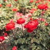 image:imageAltman Plants True Bloom Orange Rose Bush True Passion Live Rose Plant Plant Lover Gifts Live Outdoor Plants Garden Rose Bushes Ready to Plant Roses Live Plants Outdoor Plants in 8 qt Pot