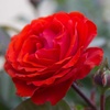image:imageAltman Plants True Bloom Orange Rose Bush True Passion Live Rose Plant Plant Lover Gifts Live Outdoor Plants Garden Rose Bushes Ready to Plant Roses Live Plants Outdoor Plants in 8 qt Pot