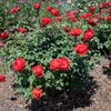 image:imageAltman Plants True Bloom Orange Rose Bush True Passion Live Rose Plant Plant Lover Gifts Live Outdoor Plants Garden Rose Bushes Ready to Plant Roses Live Plants Outdoor Plants in 8 qt Pot
