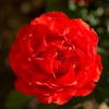 image:imageAltman Plants True Bloom Orange Rose Bush True Passion Live Rose Plant Plant Lover Gifts Live Outdoor Plants Garden Rose Bushes Ready to Plant Roses Live Plants Outdoor Plants in 8 qt Pot
