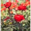 image:imageAltman Plants True Bloom Orange Rose Bush True Passion Live Rose Plant Plant Lover Gifts Live Outdoor Plants Garden Rose Bushes Ready to Plant Roses Live Plants Outdoor Plants in 8 qt Pot