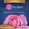 image:imageAltman Plants True Bloom Pink Rose Bush True Perfume Live Rose Plant Plant Lover Gifts Live Outdoor Plants Garden Rose Bushes Ready to Plant Roses Live Plants Outdoor Plants in 8 qt Grower Pot