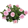 image:imageAltman Plants True Bloom Pink Rose Bush True Perfume Live Rose Plant Plant Lover Gifts Live Outdoor Plants Garden Rose Bushes Ready to Plant Roses Live Plants Outdoor Plants in 8 qt Grower Pot