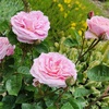 image:imageAltman Plants True Bloom Pink Rose Bush True Perfume Live Rose Plant Plant Lover Gifts Live Outdoor Plants Garden Rose Bushes Ready to Plant Roses Live Plants Outdoor Plants in 8 qt Grower Pot