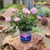image:imageAltman Plants True Bloom Pink Rose Bush True Perfume Live Rose Plant Plant Lover Gifts Live Outdoor Plants Garden Rose Bushes Ready to Plant Roses Live Plants Outdoor Plants in 8 qt Grower Pot