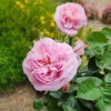 image:imageAltman Plants True Bloom Pink Rose Bush True Perfume Live Rose Plant Plant Lover Gifts Live Outdoor Plants Garden Rose Bushes Ready to Plant Roses Live Plants Outdoor Plants in 8 qt Grower Pot