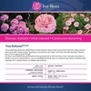 image:imageAltman Plants True Bloom Pink Rose Bush True Perfume Live Rose Plant Plant Lover Gifts Live Outdoor Plants Garden Rose Bushes Ready to Plant Roses Live Plants Outdoor Plants in 8 qt Grower Pot
