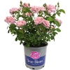 image:imageAltman Plants True Bloom Pink Rose Bush True Perfume Live Rose Plant Plant Lover Gifts Live Outdoor Plants Garden Rose Bushes Ready to Plant Roses Live Plants Outdoor Plants in 8 qt Grower Pot