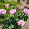 image:imageAltman Plants True Bloom Pink Rose Bush True Perfume Live Rose Plant Plant Lover Gifts Live Outdoor Plants Garden Rose Bushes Ready to Plant Roses Live Plants Outdoor Plants in 8 qt Grower Pot
