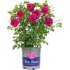 image:imageAltman Plants True Bloom Pink Rose Bush True Serenity Live Rose Plant Plant Lover Gifts Live Outdoor Plants Garden Rose Bushes Ready to Plant Roses Live Plants Outdoor Plants in 8 qt Grower Pot