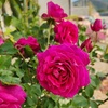 image:imageAltman Plants True Bloom Pink Rose Bush True Serenity Live Rose Plant Plant Lover Gifts Live Outdoor Plants Garden Rose Bushes Ready to Plant Roses Live Plants Outdoor Plants in 8 qt Grower Pot