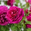 image:imageAltman Plants True Bloom Pink Rose Bush True Serenity Live Rose Plant Plant Lover Gifts Live Outdoor Plants Garden Rose Bushes Ready to Plant Roses Live Plants Outdoor Plants in 8 qt Grower Pot