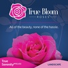 image:imageAltman Plants True Bloom Pink Rose Bush True Serenity Live Rose Plant Plant Lover Gifts Live Outdoor Plants Garden Rose Bushes Ready to Plant Roses Live Plants Outdoor Plants in 8 qt Grower Pot