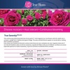 image:imageAltman Plants True Bloom Pink Rose Bush True Serenity Live Rose Plant Plant Lover Gifts Live Outdoor Plants Garden Rose Bushes Ready to Plant Roses Live Plants Outdoor Plants in 8 qt Grower Pot