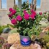 image:imageAltman Plants True Bloom Pink Rose Bush True Serenity Live Rose Plant Plant Lover Gifts Live Outdoor Plants Garden Rose Bushes Ready to Plant Roses Live Plants Outdoor Plants in 8 qt Grower Pot