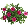 image:imageAltman Plants True Bloom Pink Rose Bush True Serenity Live Rose Plant Plant Lover Gifts Live Outdoor Plants Garden Rose Bushes Ready to Plant Roses Live Plants Outdoor Plants in 8 qt Grower Pot