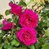 image:imageAltman Plants True Bloom Pink Rose Bush True Serenity Live Rose Plant Plant Lover Gifts Live Outdoor Plants Garden Rose Bushes Ready to Plant Roses Live Plants Outdoor Plants in 8 qt Grower Pot