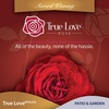 image:imageAltman Plants True Bloom Red Rose Bush True Love Live Rose Plant Plant Lover Gifts Live Outdoor Plants Garden Rose Bushes Ready to Plant Roses Live Plants Outdoor Plants in 6 qt Nursery Pot