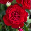 image:imageAltman Plants True Bloom Red Rose Bush True Love Live Rose Plant Plant Lover Gifts Live Outdoor Plants Garden Rose Bushes Ready to Plant Roses Live Plants Outdoor Plants in 6 qt Nursery Pot