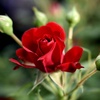 image:imageAltman Plants True Bloom Red Rose Bush True Love Live Rose Plant Plant Lover Gifts Live Outdoor Plants Garden Rose Bushes Ready to Plant Roses Live Plants Outdoor Plants in 6 qt Nursery Pot