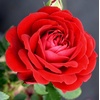 image:imageAltman Plants True Bloom Red Rose Bush True Love Live Rose Plant Plant Lover Gifts Live Outdoor Plants Garden Rose Bushes Ready to Plant Roses Live Plants Outdoor Plants in 6 qt Nursery Pot