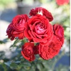 image:imageAltman Plants True Bloom Red Rose Bush True Love Live Rose Plant Plant Lover Gifts Live Outdoor Plants Garden Rose Bushes Ready to Plant Roses Live Plants Outdoor Plants in 6 qt Nursery Pot