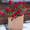 image:imageAltman Plants True Bloom Red Rose Bush True Love Live Rose Plant Plant Lover Gifts Live Outdoor Plants Garden Rose Bushes Ready to Plant Roses Live Plants Outdoor Plants in 6 qt Nursery Pot