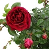 image:imageAltman Plants True Bloom Red Rose Bush True Spirit Live Rose Plant Plant Lover Gifts Live Outdoor Plants Garden Rose Bushes Ready to Plant Roses Live Plants Outdoor Plants in 8 qt Nursery Pot