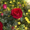 image:imageAltman Plants True Bloom Red Rose Bush True Spirit Live Rose Plant Plant Lover Gifts Live Outdoor Plants Garden Rose Bushes Ready to Plant Roses Live Plants Outdoor Plants in 8 qt Nursery Pot