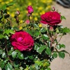 image:imageAltman Plants True Bloom Red Rose Bush True Spirit Live Rose Plant Plant Lover Gifts Live Outdoor Plants Garden Rose Bushes Ready to Plant Roses Live Plants Outdoor Plants in 8 qt Nursery Pot