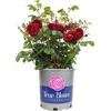 image:imageAltman Plants True Bloom Red Rose Bush True Spirit Live Rose Plant Plant Lover Gifts Live Outdoor Plants Garden Rose Bushes Ready to Plant Roses Live Plants Outdoor Plants in 8 qt Nursery Pot