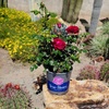 image:imageAltman Plants True Bloom Red Rose Bush True Spirit Live Rose Plant Plant Lover Gifts Live Outdoor Plants Garden Rose Bushes Ready to Plant Roses Live Plants Outdoor Plants in 8 qt Nursery Pot