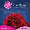 image:imageAltman Plants True Bloom Red Rose Bush True Spirit Live Rose Plant Plant Lover Gifts Live Outdoor Plants Garden Rose Bushes Ready to Plant Roses Live Plants Outdoor Plants in 8 qt Nursery Pot