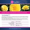 image:imageAltman Plants True Bloom Yellow Rose Bush True Friendship Live Rose Plant Plant Lover Gifts Live Outdoor Plants Rose Bushes Ready to Plant Roses Live Plants Outdoor Plants in 8 qt Nursery Pot