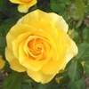 image:imageAltman Plants True Bloom Yellow Rose Bush True Friendship Live Rose Plant Plant Lover Gifts Live Outdoor Plants Rose Bushes Ready to Plant Roses Live Plants Outdoor Plants in 8 qt Nursery Pot