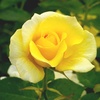 image:imageAltman Plants True Bloom Yellow Rose Bush True Friendship Live Rose Plant Plant Lover Gifts Live Outdoor Plants Rose Bushes Ready to Plant Roses Live Plants Outdoor Plants in 8 qt Nursery Pot